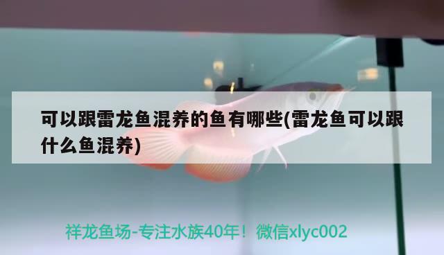 可以跟雷龙鱼混养的鱼有哪些(雷龙鱼可以跟什么鱼混养) iwish爱唯希品牌鱼缸