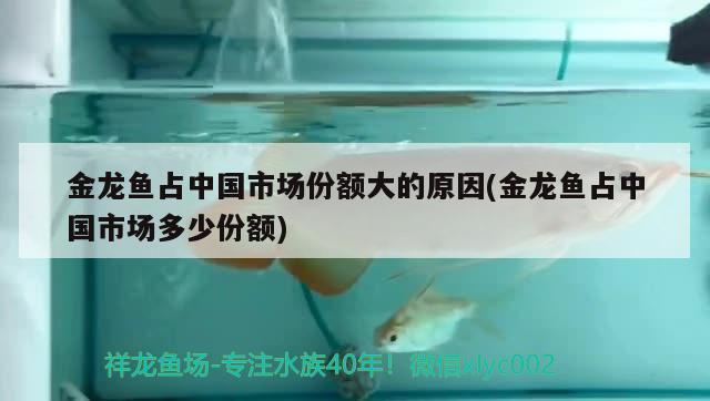 金龙鱼占中国市场份额大的原因(金龙鱼占中国市场多少份额) 白子关刀鱼