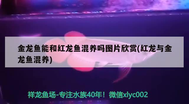 鱼缸水发白雾蒙蒙的怎么解决（鱼缸的水发白浑浊是什么原因）