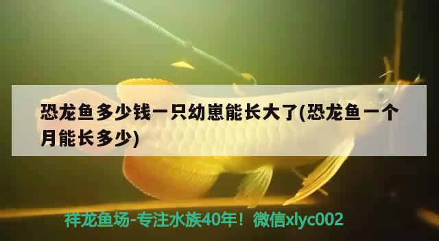 恐龙鱼多少钱一只幼崽能长大了(恐龙鱼一个月能长多少) 稀有红龙品种