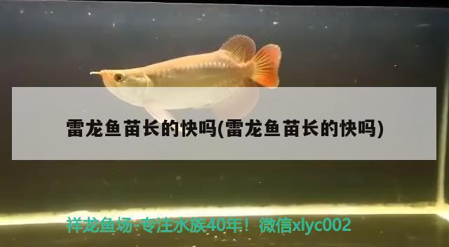 雷龙鱼苗长的快吗(雷龙鱼苗长的快吗)