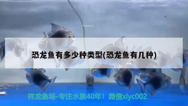 恐龙鱼有多少种类型(恐龙鱼有几种) 鱼缸水泵 第1张