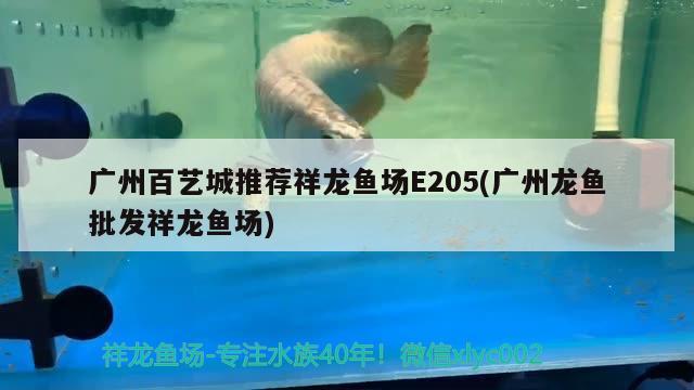 广州百艺城推荐祥龙鱼场E205(广州龙鱼批发祥龙鱼场) 龙鱼批发