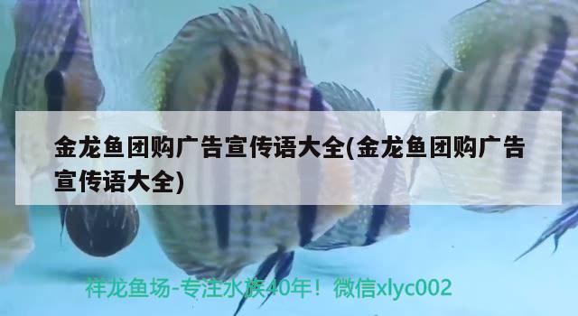 金龙鱼团购广告宣传语大全(金龙鱼团购广告宣传语大全) 广州水族器材滤材批发市场 第2张