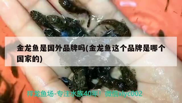 恐龙鱼水温多少度合适喂食物(恐龙鱼温度多少度) 银河星钻鱼