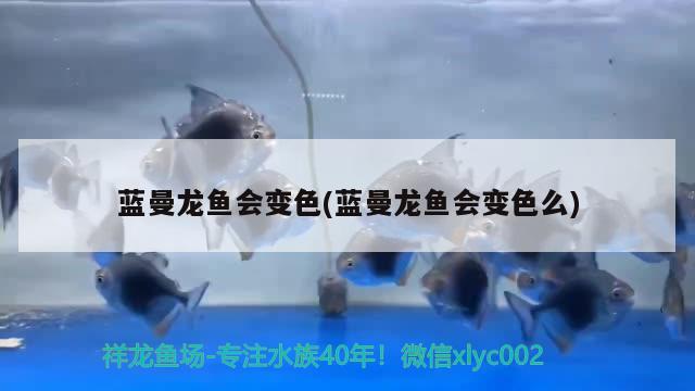 蓝曼龙鱼会变色(蓝曼龙鱼会变色么)