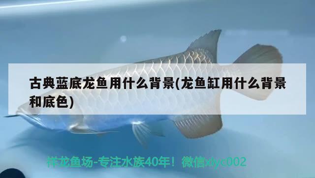 景德镇金鱼缸：景德镇鱼缸图片及价格表 广州水族批发市场 第1张