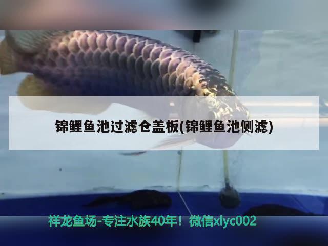 龙鱼钻石眼图片（银龙鱼钻石眼） 银龙鱼 第2张