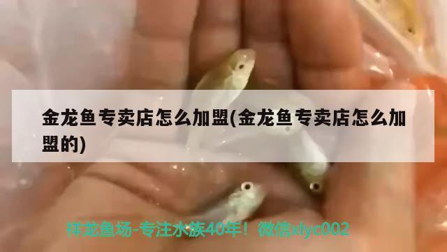 金龙鱼专卖店怎么加盟(金龙鱼专卖店怎么加盟的) 广州水族批发市场