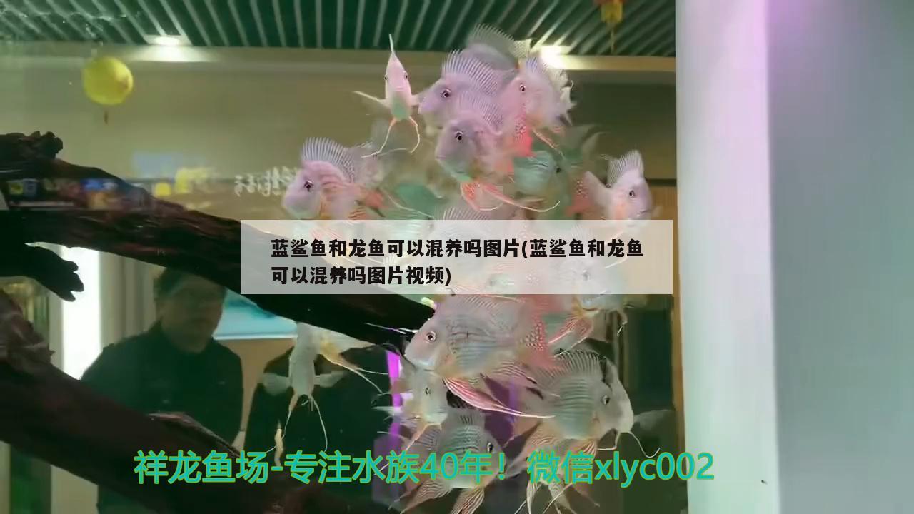 蓝鲨鱼和龙鱼可以混养吗图片(蓝鲨鱼和龙鱼可以混养吗图片视频) 观赏鱼企业目录