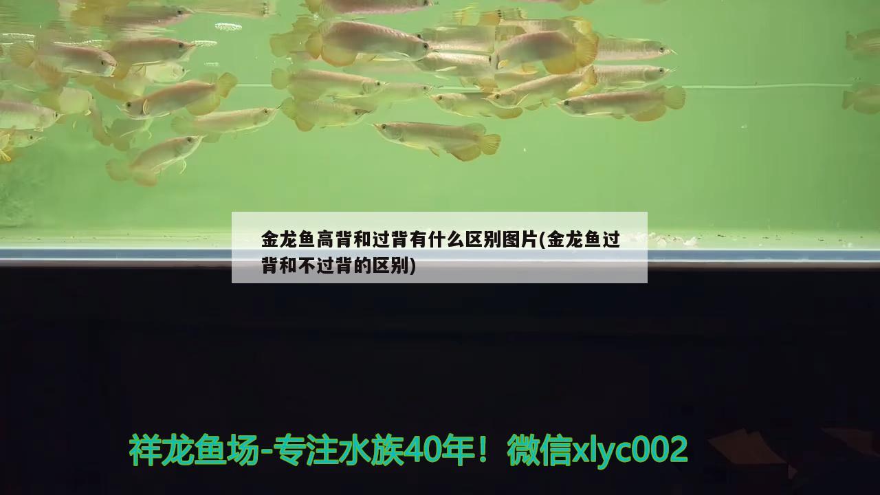 金龙鱼高背和过背有什么区别图片(金龙鱼过背和不过背的区别)