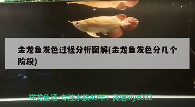 金龙鱼发色过程分析图解(金龙鱼发色分几个阶段)