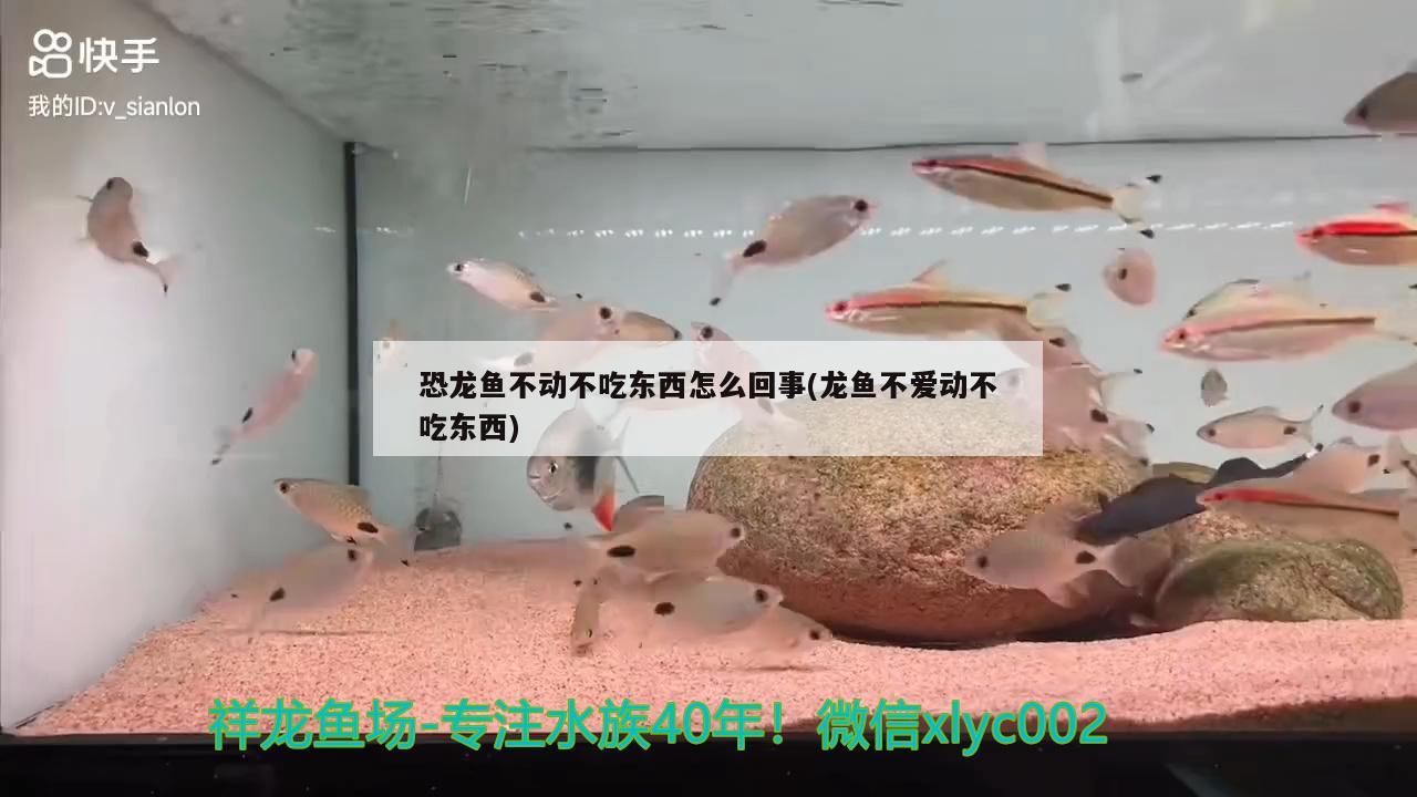 恐龙鱼不动不吃东西怎么回事(龙鱼不爱动不吃东西) 星点金龙鱼