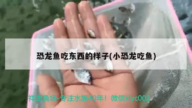 恐龙鱼吃东西的样子(小恐龙吃鱼) 双线侧鱼