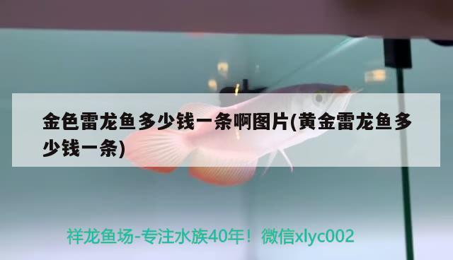 红龙鱼趴缸不吃食：红龙鱼趴缸不吃食什么原因 广州水族批发市场 第2张