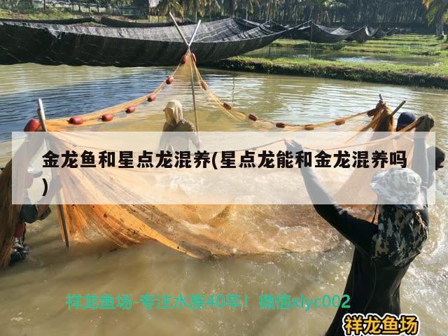 金龙鱼和星点龙混养(星点龙能和金龙混养吗) 细线银版鱼