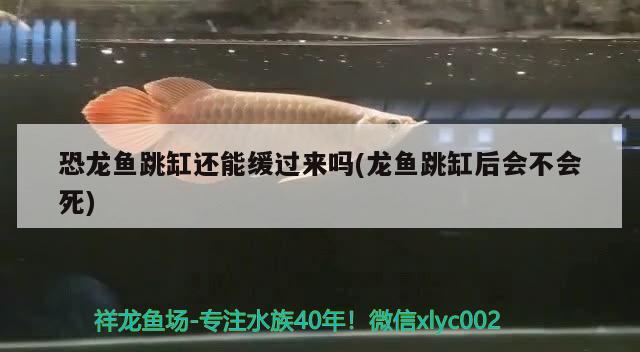 珍珠蓝波：蓝珍珠有什么用 观赏鱼 第3张