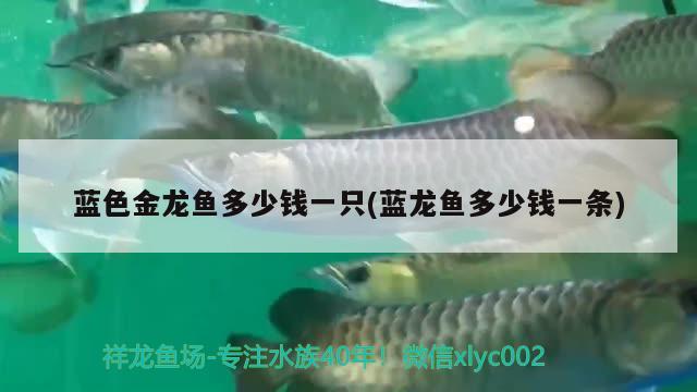 山东金龙鱼养殖基地电话号码（山东金龙鱼总代理） 水族展会