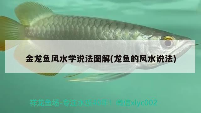 金龙鱼风水学说法图解(龙鱼的风水说法) 鱼缸风水