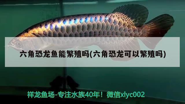 六角恐龙鱼能繁殖吗(六角恐龙可以繁殖吗) 水族灯（鱼缸灯）