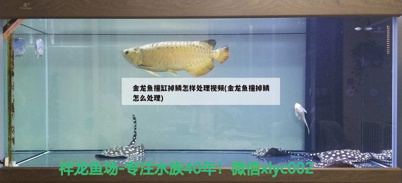 金龙鱼撞缸掉鳞怎样处理视频(金龙鱼撞掉鳞怎么处理)