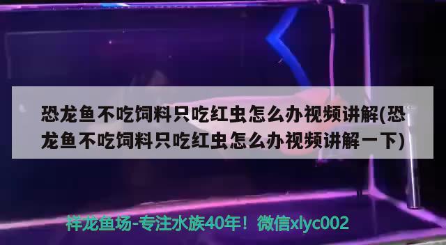 恐龙鱼不吃饲料只吃红虫怎么办视频讲解(恐龙鱼不吃饲料只吃红虫怎么办视频讲解一下) 银龙鱼