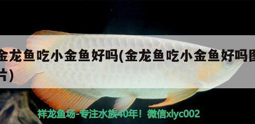 金龙鱼吃小金鱼好吗(金龙鱼吃小金鱼好吗图片) 鱼缸/水族箱