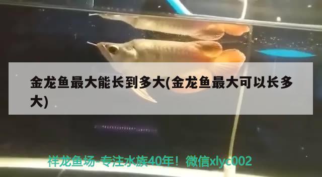 一个无盖的玻璃鱼缸长8分米,宽5分米可以吗(一个无盖的玻璃鱼缸长六分米宽三分米高4点5分) 元宝鲫 第2张