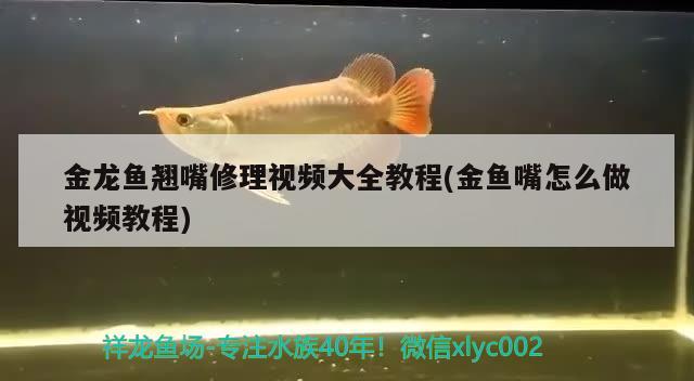 金龙鱼翘嘴修理视频大全教程(金鱼嘴怎么做视频教程) 黄金斑马鱼