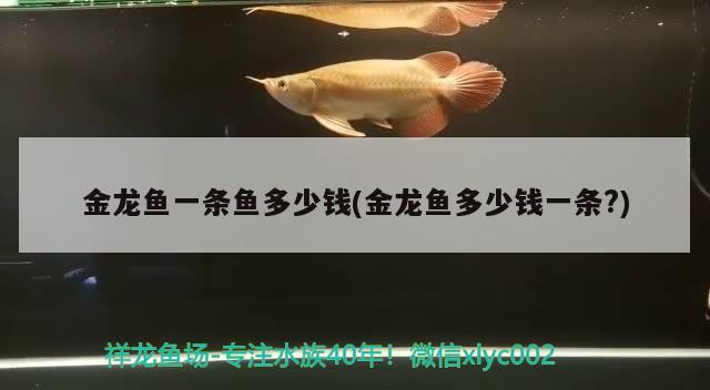 金龙鱼一条鱼多少钱(金龙鱼多少钱一条?)