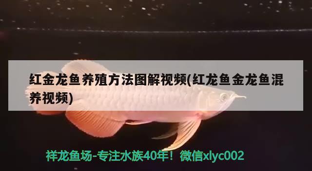 红金龙鱼养殖方法图解视频(红龙鱼金龙鱼混养视频) B级过背金龙鱼