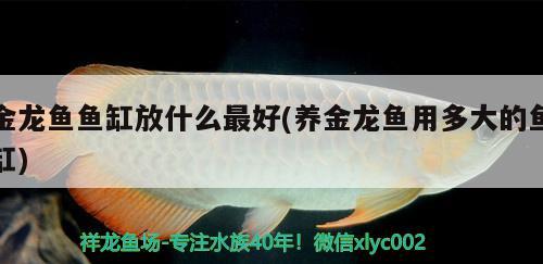 金龙鱼鱼缸放什么最好(养金龙鱼用多大的鱼缸) 大嘴鲸鱼