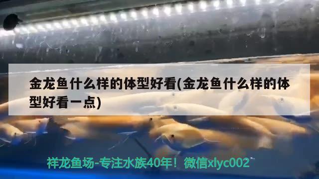 金龙鱼什么样的体型好看(金龙鱼什么样的体型好看一点) 观赏虾蟹等饲料