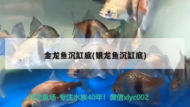 金龙鱼沉缸底(银龙鱼沉缸底) 银龙鱼