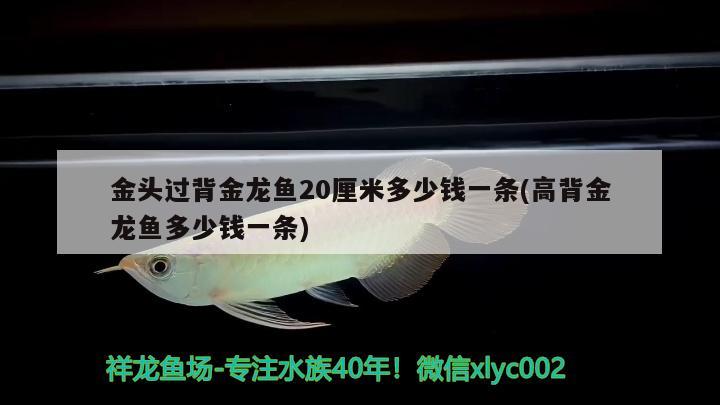 金头过背金龙鱼20厘米多少钱一条(高背金龙鱼多少钱一条) 高背金龙鱼 第2张