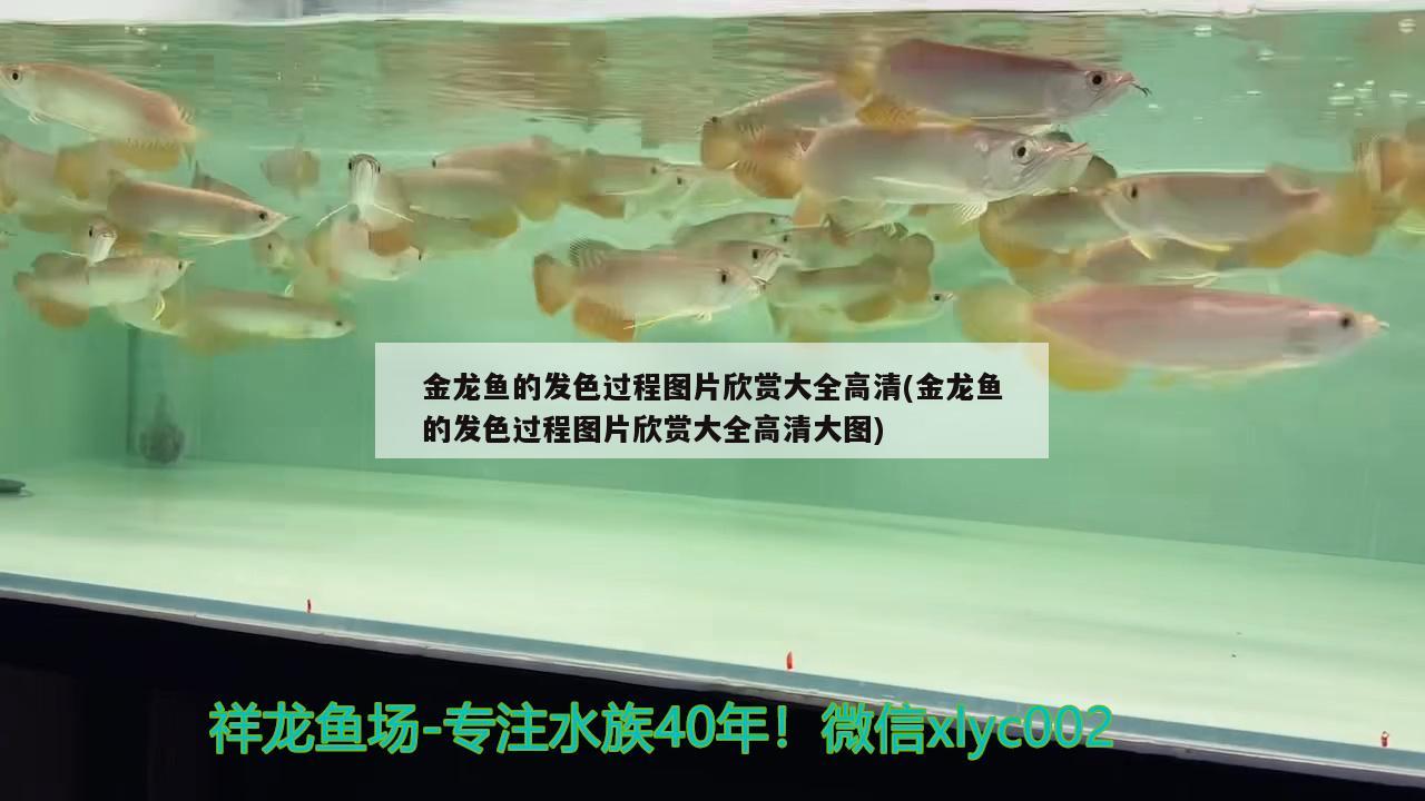 金龙鱼的发色过程图片欣赏大全高清(金龙鱼的发色过程图片欣赏大全高清大图) 水族灯（鱼缸灯）