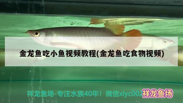 金龙鱼吃小鱼视频教程(金龙鱼吃食物视频) 黄金眼镜蛇雷龙鱼