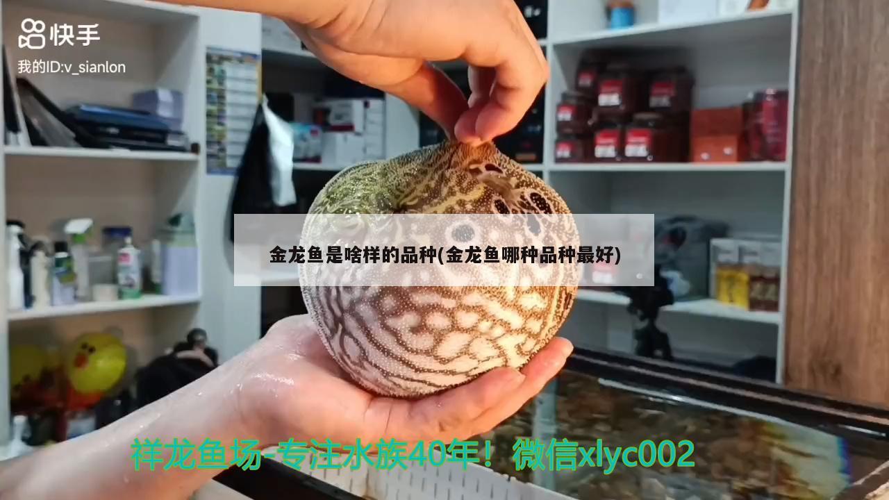 金龙鱼是啥样的品种(金龙鱼哪种品种最好) 黄金达摩鱼 第1张