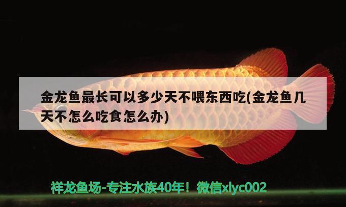 金龙鱼最长可以多少天不喂东西吃(金龙鱼几天不怎么吃食怎么办)