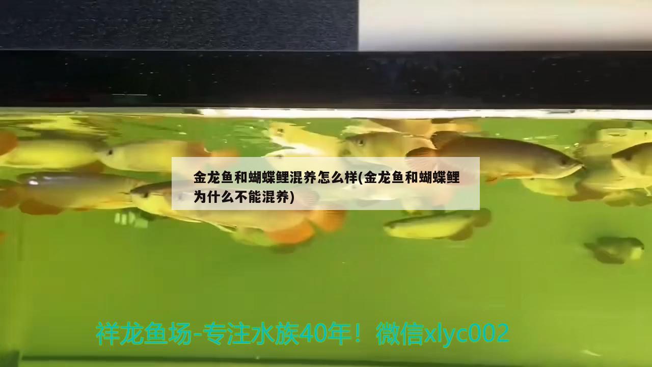 傍晚来一发 虎鱼百科 第2张