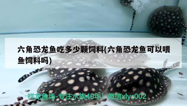 深圳市罗湖区翠竹街道森林语法水族工作室 观赏龟/鳖饲料 第3张