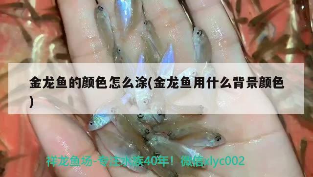 金龙鱼的颜色怎么涂(金龙鱼用什么背景颜色) 水族维护服务（上门） 第2张