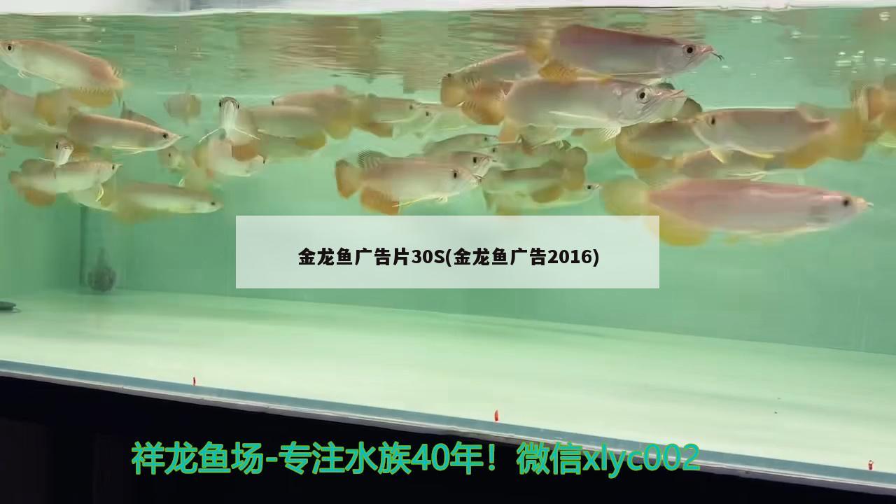 金龙鱼广告片30S(金龙鱼广告2016)