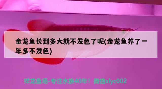 金龙鱼长到多大就不发色了呢(金龙鱼养了一年多不发色) 祥龙进口元宝凤凰鱼