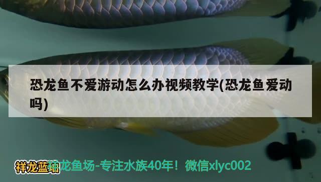 恐龙鱼不爱游动怎么办视频教学(恐龙鱼爱动吗) 水族用品