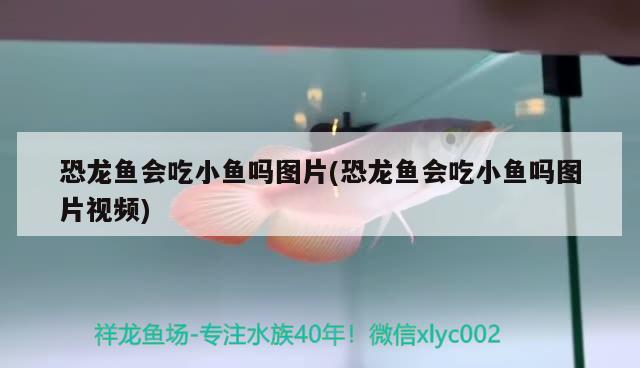 恐龙鱼会吃小鱼吗图片(恐龙鱼会吃小鱼吗图片视频) 黄金招财猫鱼