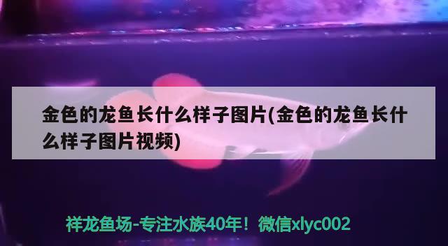 金色的龙鱼长什么样子图片(金色的龙鱼长什么样子图片视频) 苏虎苗（苏门答腊虎鱼苗）