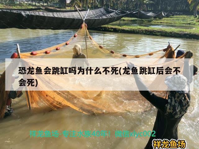 恐龙鱼会跳缸吗为什么不死(龙鱼跳缸后会不会死) 广州水族器材滤材批发市场