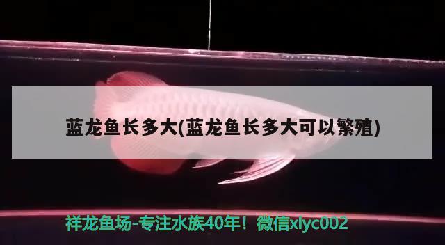 青色金龙鱼跟金龙鱼怎么区分公母和金龙鱼的区分公母，金龙鱼如何分辨雄青？ 鱼缸水质稳定剂 第2张