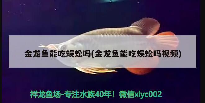 金龙鱼能吃蜈蚣吗(金龙鱼能吃蜈蚣吗视频) BD魟鱼